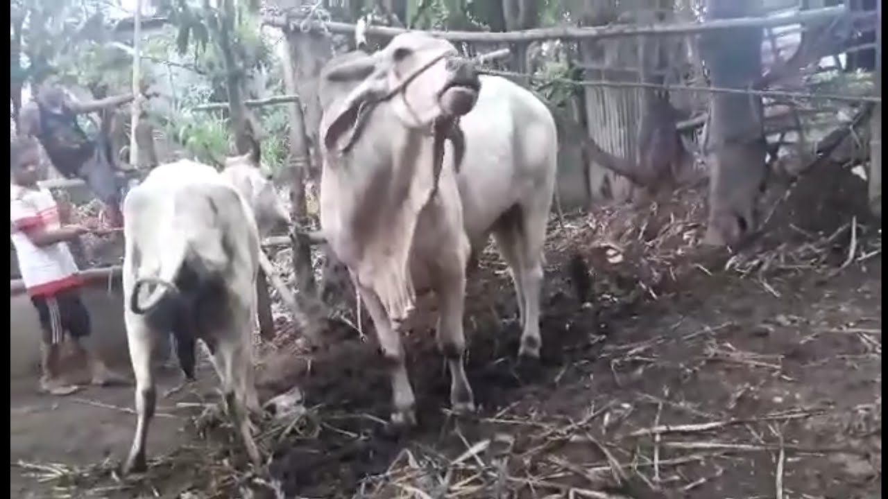 Philippine Cow Mating 4 YouTube