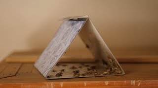 Pantry Moth Traps Actually Work!!