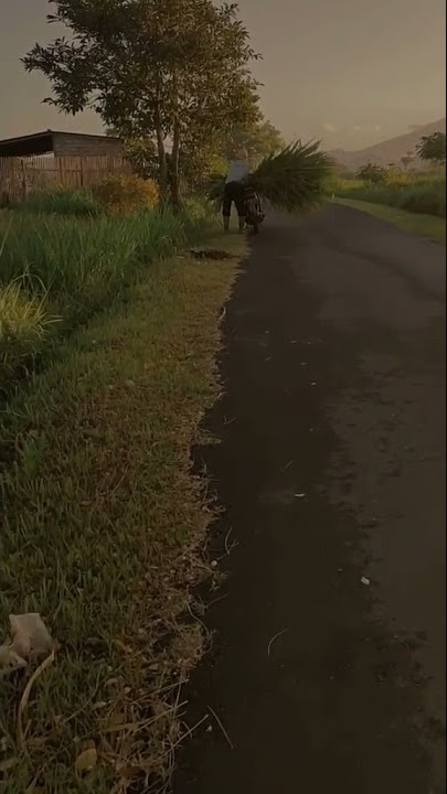 story wa virall, pagi hari di desa