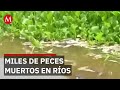 Pescadores encuentran miles de peces muertos en ríos de Veracruz por contaminación
