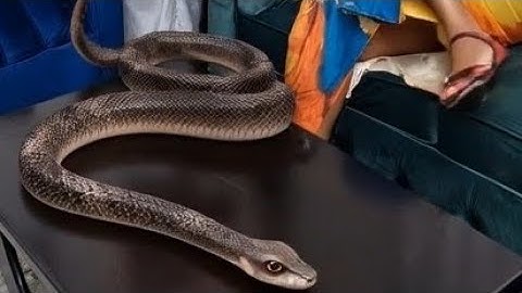 she is dangerous than snake