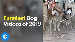 Funniest Dog Videos of 2019 | Chewy