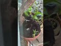 Cannot sneak up on them, but now kittens Blacknich & Baby Bear are both sleeping in a flower pot 🙂