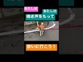 柴犬と猫かニャーって、犬がワンッ! #柴犬  #neco眠る #二階堂和美
