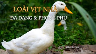 Nhật ký Muôn loài. Vịt Nhà: Sự Kỳ Diệu Của Hành Trình Nuôi Dưỡng