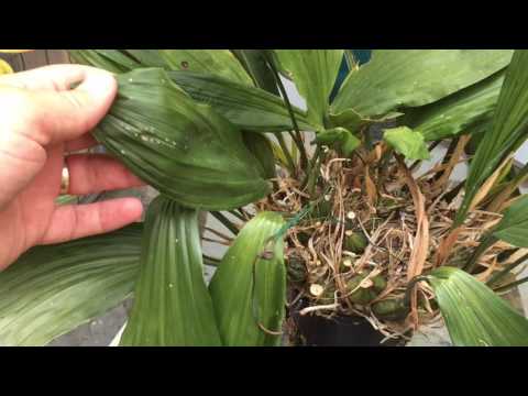 Video: Kā mājas apstākļos atbrīvoties no laputīm uz orhidejām?