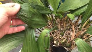 ORCHID CARE: HOW TO KILL SCALE, MEALY BUGS and APHIDS ON ORCHIDS 1080p screenshot 3