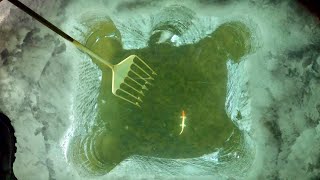 Darkhouse Spearing Pike in Shallow Clear Lake! (CATCH CLEAN COOK)