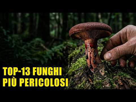 Video Funghi killer: 13 funghi da non mangiare MAI!