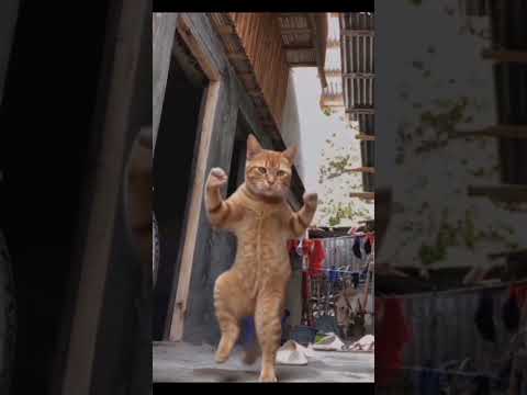 dance kitty AI #shortvideo #funnyvideo #subscribers #thanksforwatching thumbnail