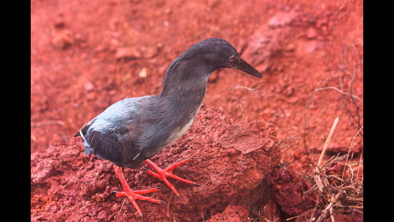 Rábida Island - Galápagos