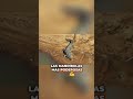 ¿QUIÉN MUERDE MÁS FUERTE? ¡El increíble poder de las mandíbulas de los depredadores más letales !