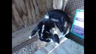 My Rabbitry Tour!!   2/22/2104