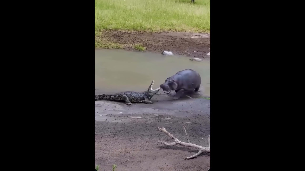 A fight between a hippopotamus and a crocodile.