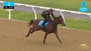Regal Bloodstock - Racehorse Stride And Motion