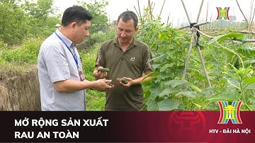 Mở rộng sản xuất rau an toàn | Nông nghiệp nông thôn