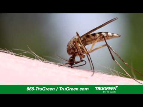 Trugreen Review Top Rated Mosquito Control Service For 2019