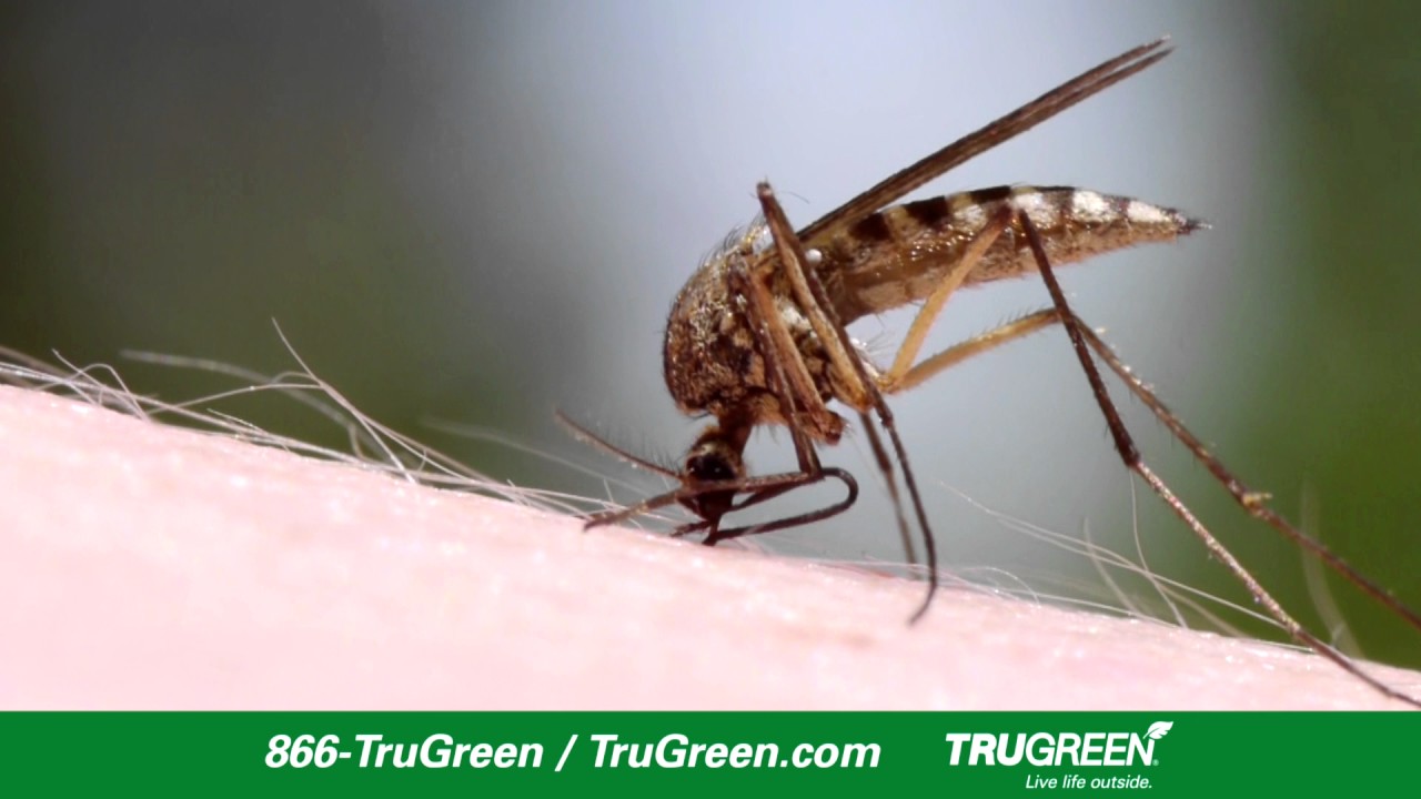 Facts About Mosquitoes, by TruGreen YouTube