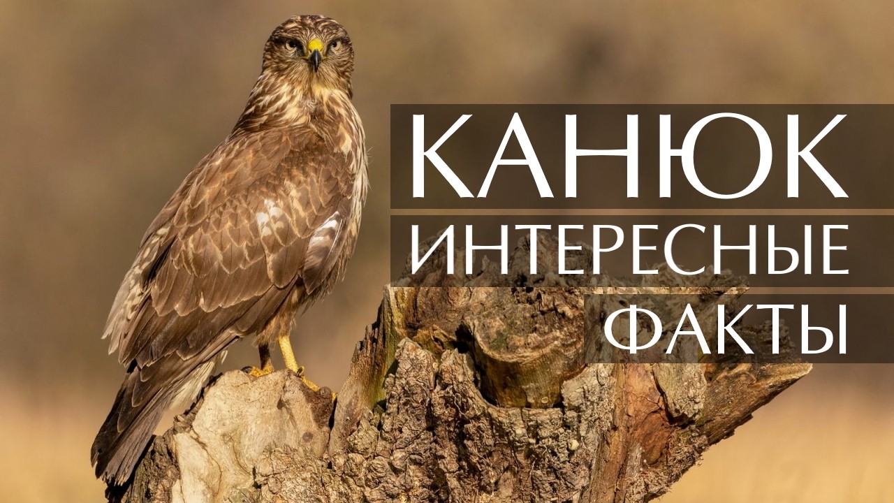 Канюк (Сарыч) - интересные факты