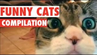 Best Funny Animals Video  Funniest Dogs and Cats  Try Not To laugh One Hour Full Fun