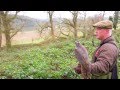 Hunting Pheasant with Goshawk's in Ireland