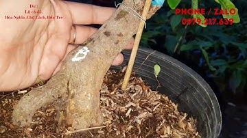 (Đã bán hết )Mai cúc tiên sinh | Mai Cúc cam 🤗 (09/06/20)