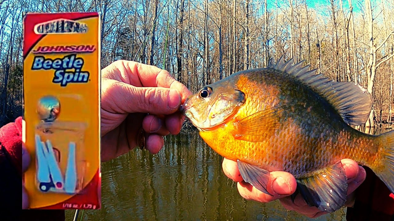 Bream and bass spring fishing on a beetle spin 