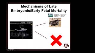 BBU Webinar: Cattle Reproductive Technologies