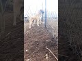 #kangalkeşfet #kangal #kesfet #köpek #abonne #puppy #ytdayibenionecikarnolur #köy #Şila