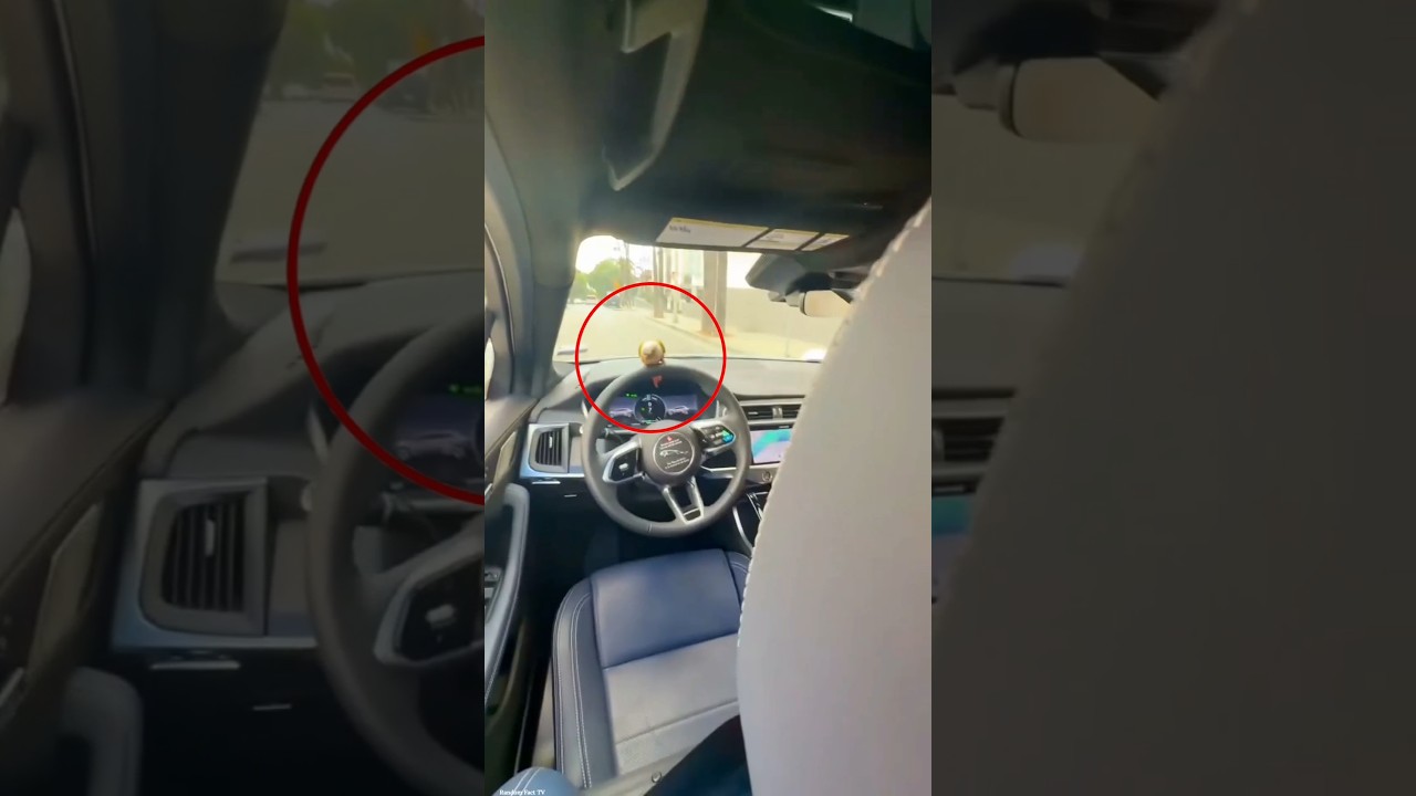 tota chala raha tha kaar 😳❤️