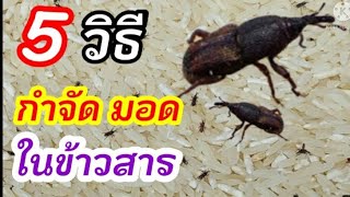 5 วิธี!!กำจัดมอด ในข้าวสาร แบบง่ายมากได้ผล 100%