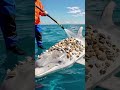 “Keeping the Seas Clean 🌊🚢 #ShipCleaning #OceanCare #CleanWaters”