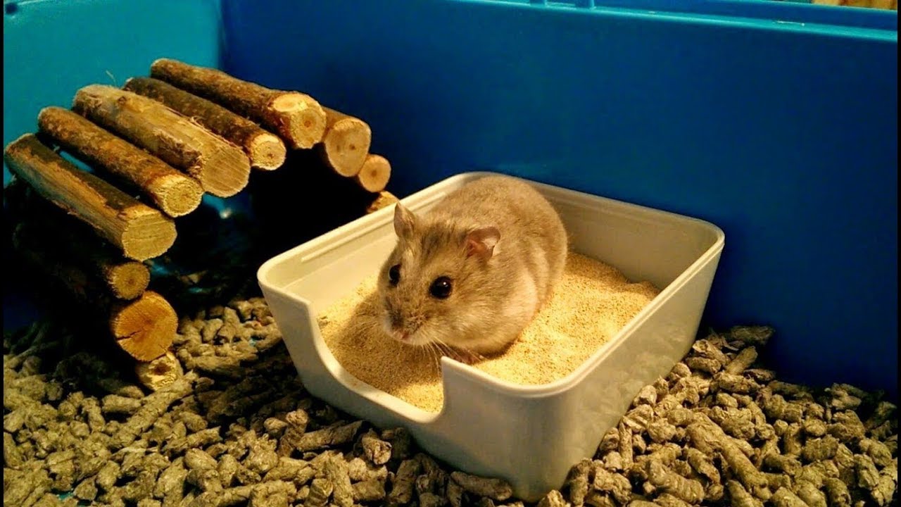 de hamster