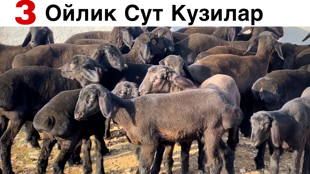 ДЕХКОН БОБОДАН ОЛИНГ! ☎️+998 99 352 2366