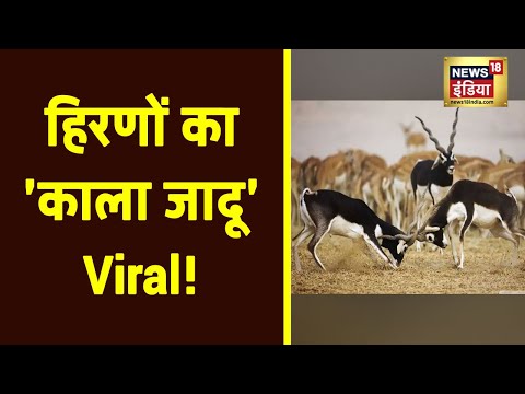 वीडियो: काली लहर