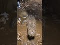 Desert Mole Crocodile POV: Tiny Camera Reveals a Massive Hidden Underground Colon #shorts