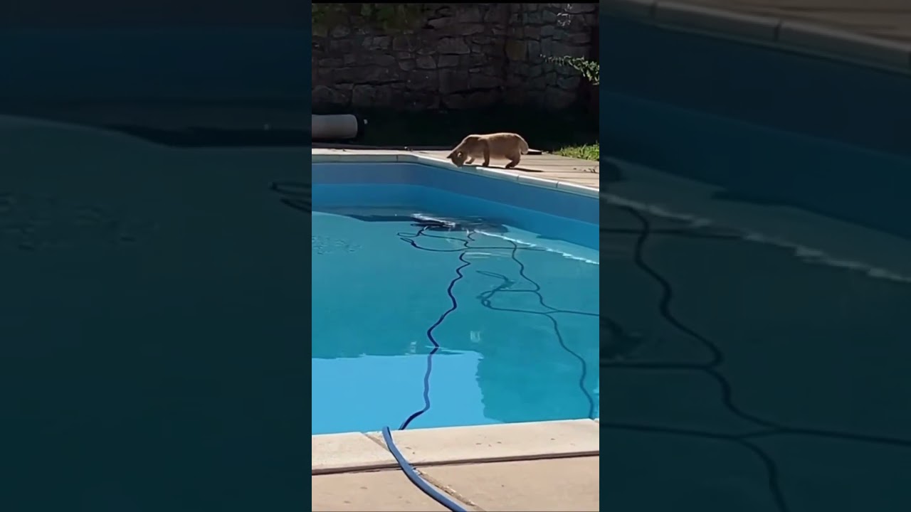 Growing up on the bully 😂💪🏾 