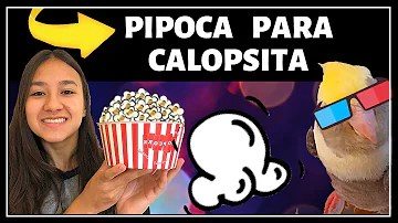 Como fazer pipoca para calopsita?