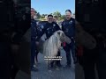 An escaped pony was reunited with its owner
