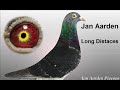 Pigeon Jan Aarden 100 %  Long Distances