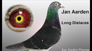 Pigeon Jan Aarden 100 %  Long Distances