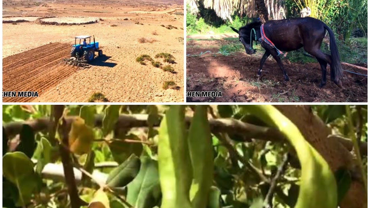 الفلاحة في ارغن بين الماضي والحاضر والمستقبل
