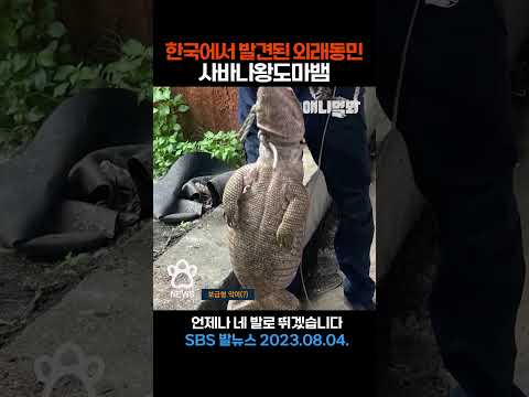 한국에서 발견된 아프리카 출신 사바나왕도마뱀, 유기로 추정 ㅣSBS 발뉴스 (2023.08.04.) #애니멀봐 #shorts
