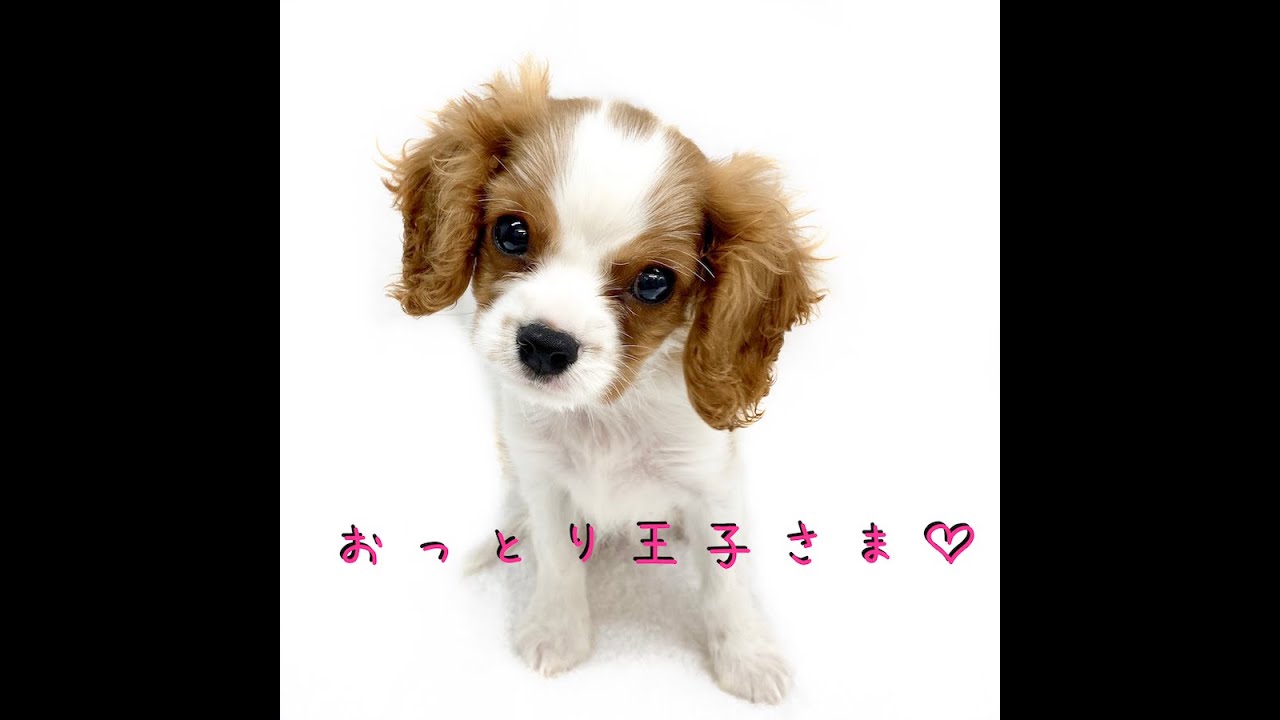 キャバリア 女の子の様な男の子 美しすぎるブレンハイムに大注目 マルワンblog ペットショップ マルワン 小さめ子犬 美形な子猫 初心者安心のサポート
