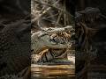 악어의 습격 호랑이의 운명은 Wildlife Animals 동물의왕국 호랑이 악어 결투 승부 악어의 습격 호랑이의 운명은 Wildlife Animals 동물의왕국 호랑이 악어 결투 승부
