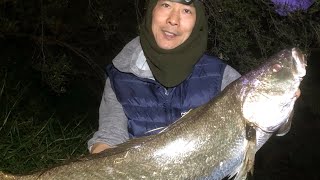 2 horse of Mulloway jewfish landed at Yarra Richmond Melbourne 103cm and 98cm what a day