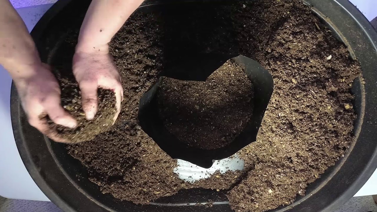 Transplanting Giant Pumpkins Into Grow Bags YouTube