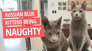 Naughty Russian Blue Kittens on the Kitchen Benchtop by Rupert the Cat and Family 2,828 views 2 years ago 1 minute, 49 seconds