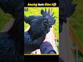 Why Is This Black Chicken SO Expensive?! 😱 #RareAnimals