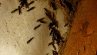 羽アリがなぜか２階のベランダにのみ大量発生するトリックとは エルフの大樹